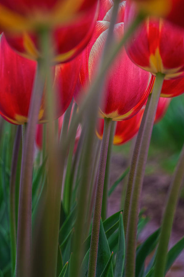 Tulip Photograph - Tulips by Thomas Hall