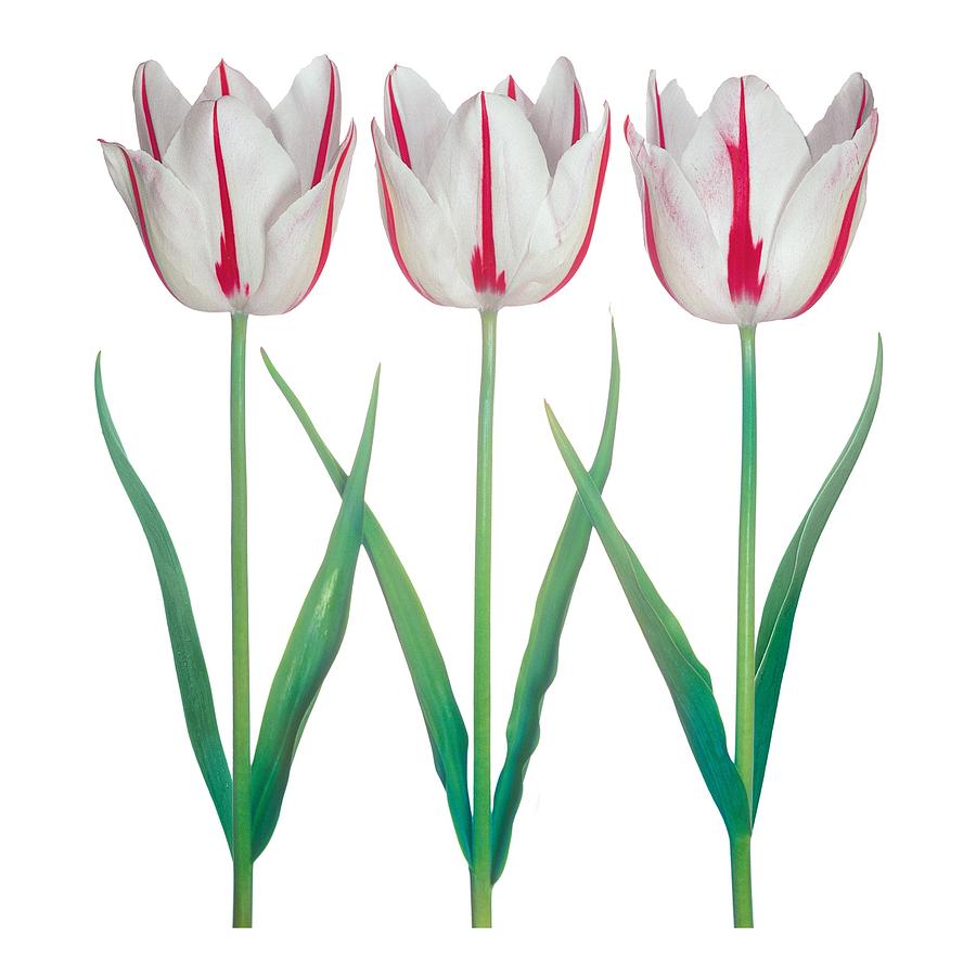 Tulips Three Photograph by Peter Arnold - Fine Art America