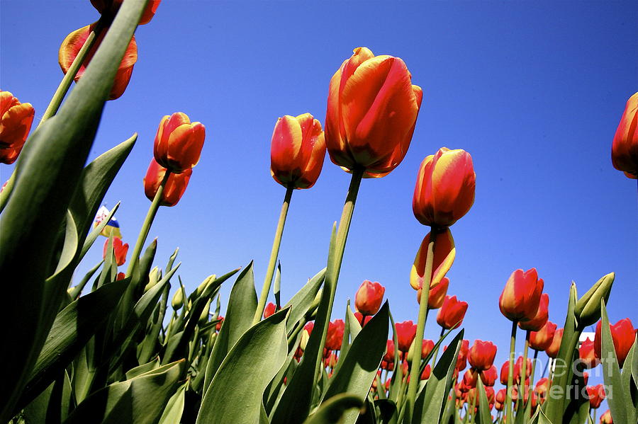Tulip Photograph - Tulips time 3 by Robert Pearson