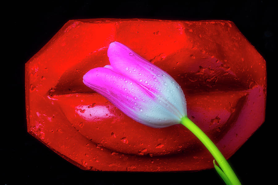 Tulips To Lips Photograph by Garry Gay