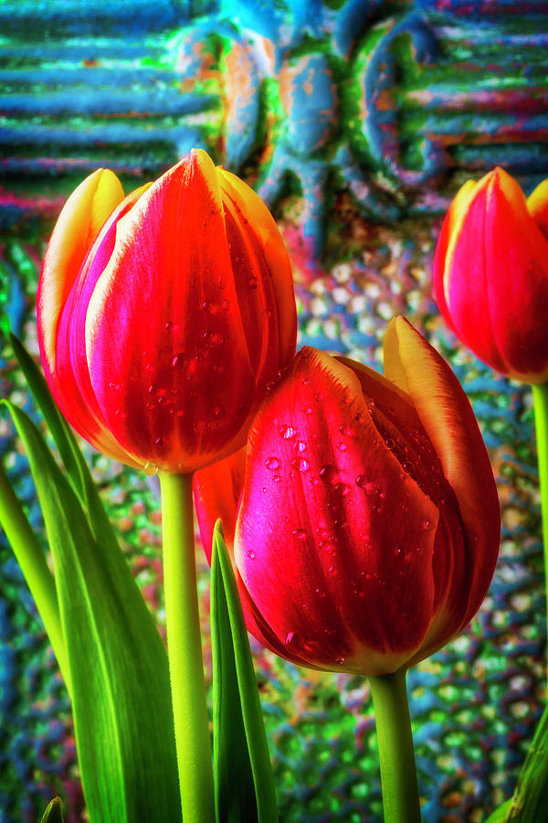 Tulips Together Photograph by Garry Gay
