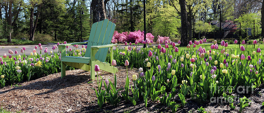 Tulips Toledo Botanical Gardens 0573 Photograph By Jack Schultz