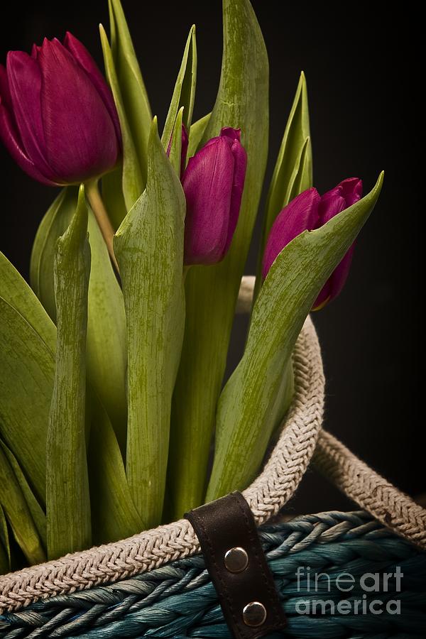 Tulip Photograph - Tulips Trio by Dania Reichmuth Photography