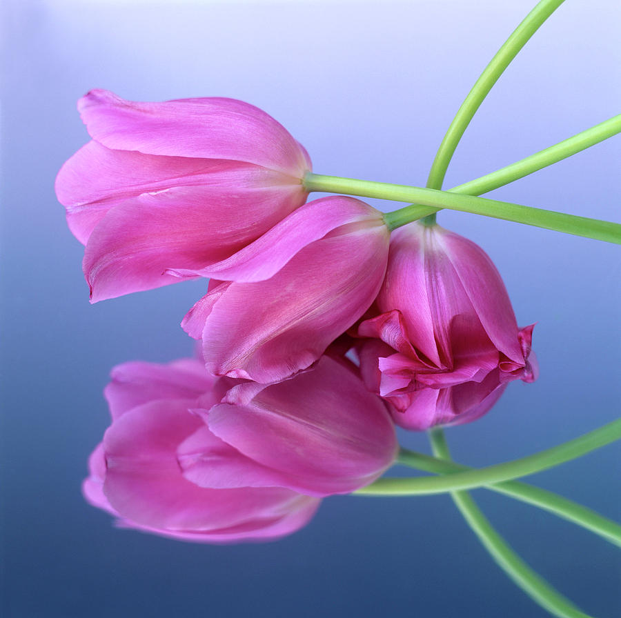 Tulip Photograph - Tulips .Tulipa. by Bernard Jaubert