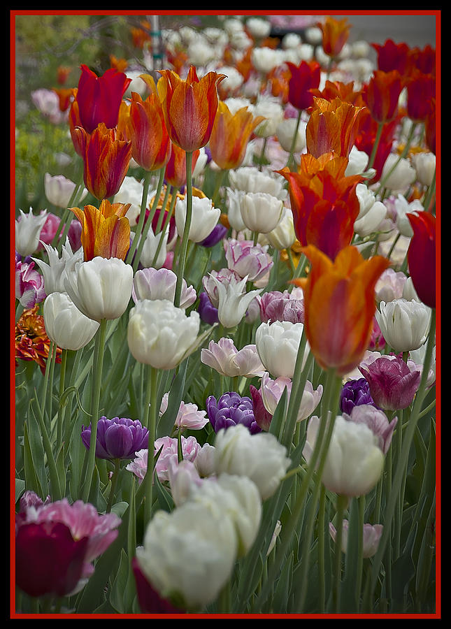 Summer Photograph - Tulips... Tulips... Everywhere by Deborah Klubertanz