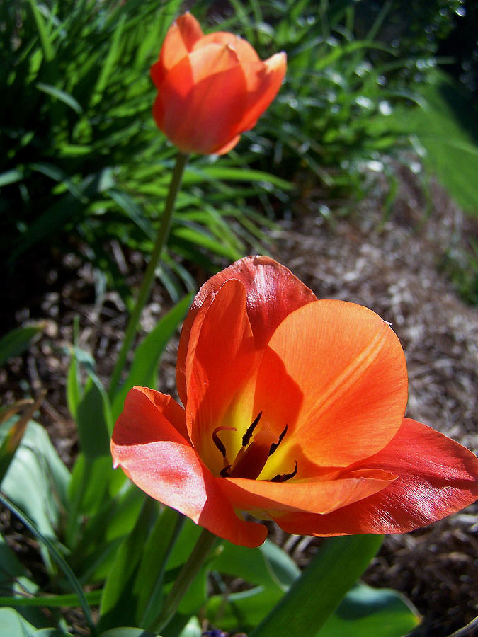Tulips Wearing Orange Photograph by Sandi OReilly