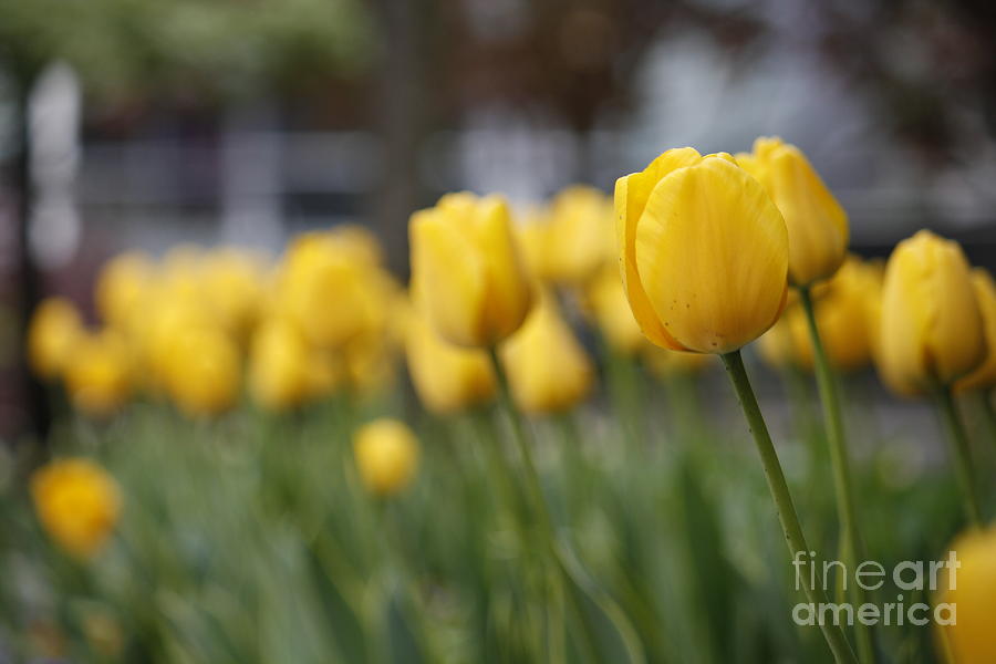 Tulips Photograph By Wilko Van De Kamp