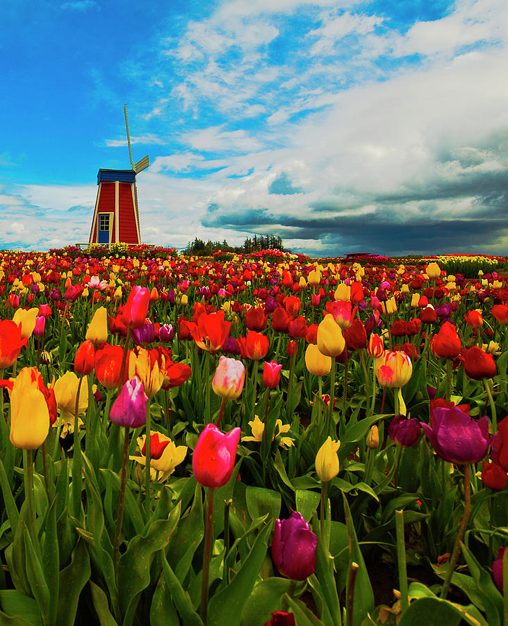 Flower Photograph - Tulips Windmill 2 by Dale Stillman