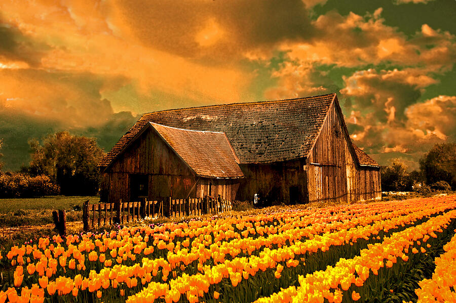 Tulips with barn2 Photograph by Jeff Burgess