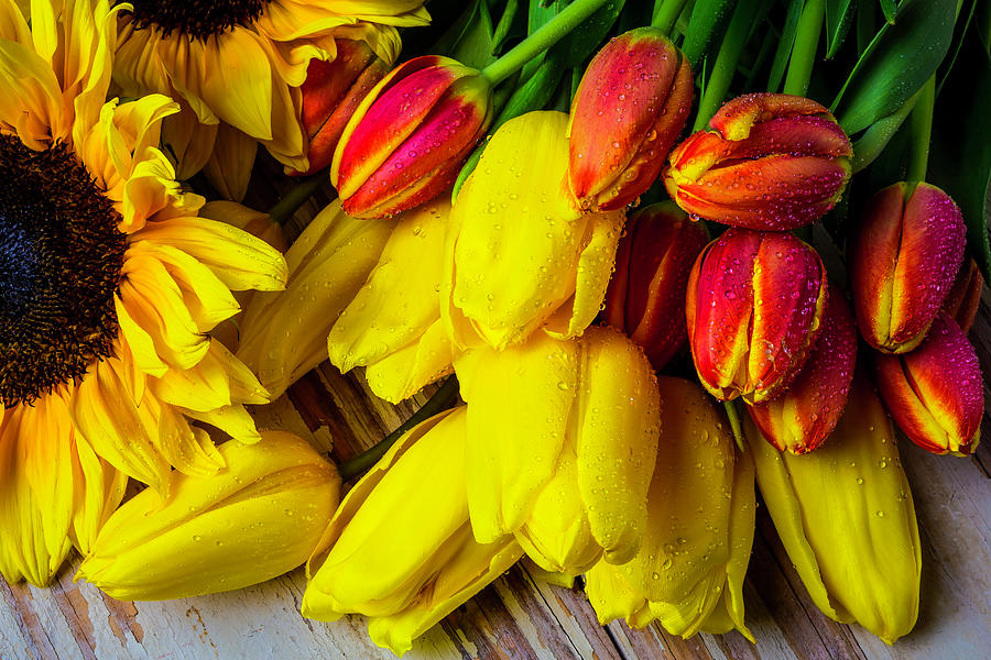 Tulips With Sunflowers Photograph by Garry Gay - Pixels