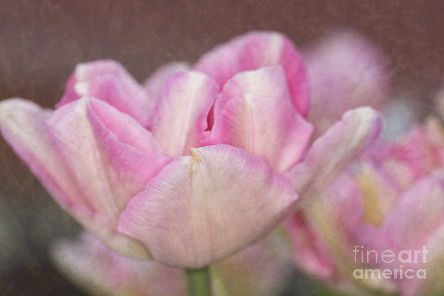 Tulips With Texture Photograph by Steve Purnell
