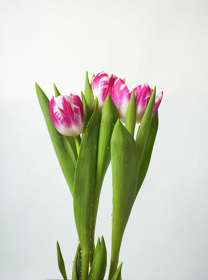 Tulips With Water Drops Photograph