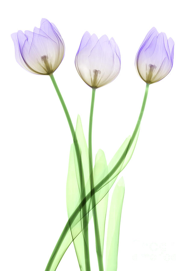 Tulips, X-ray Photograph by Ted Kinsman
