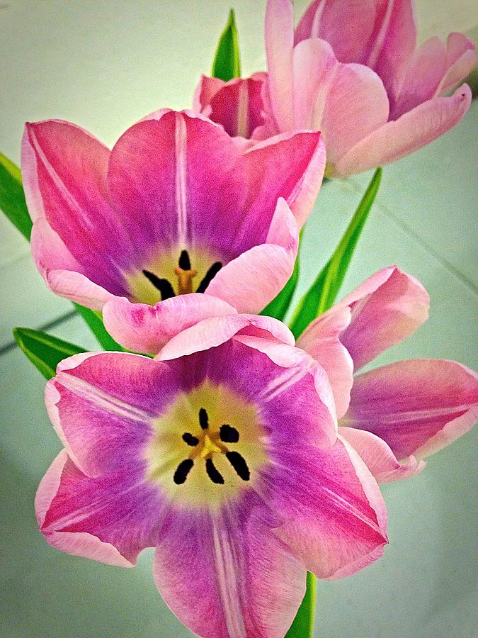 Tulips Photograph by Ydania Ogando