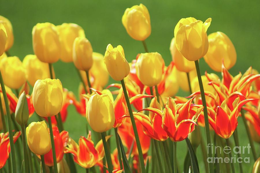 Tulips yellow and orange Photograph by B Rossitto