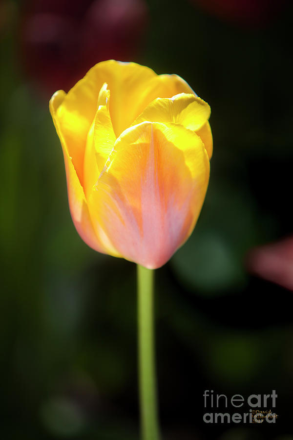 Tulips Yellow Pink  Photograph by David Millenheft