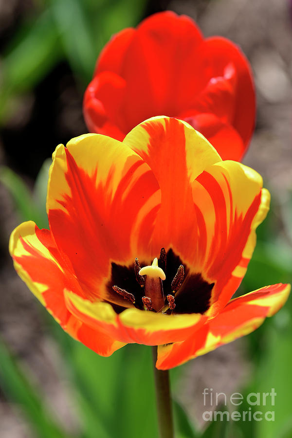 Tulip Photograph - Tulips Yellow Red by Larry Dove
