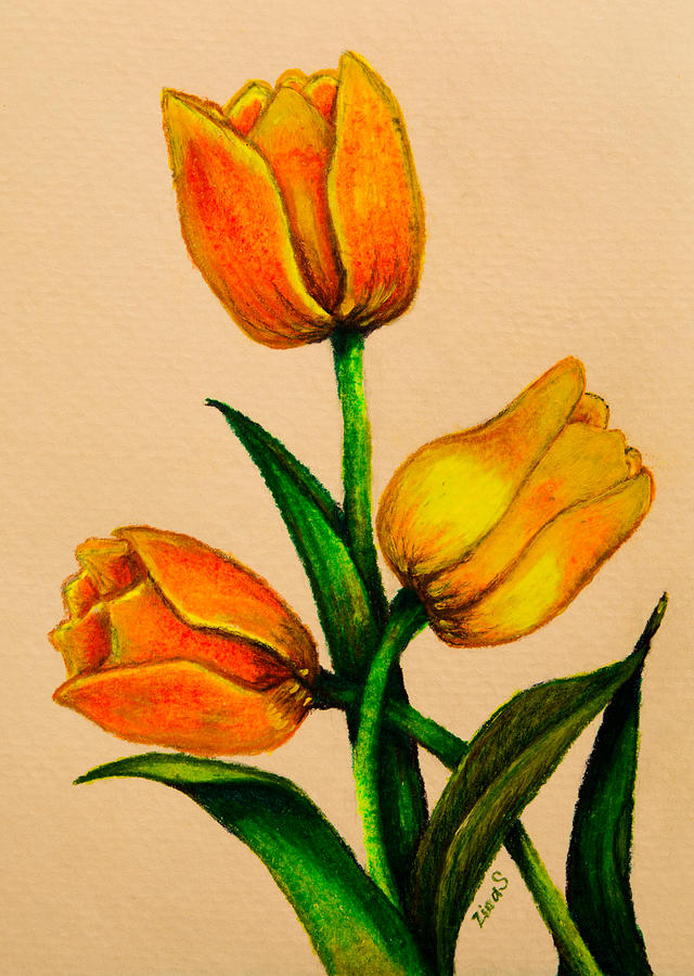 Tulip Drawing - Tulips by Zina Stromberg