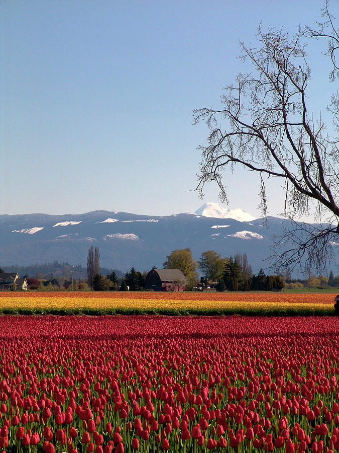 Tulips.252 Photograph by Tim Dussault