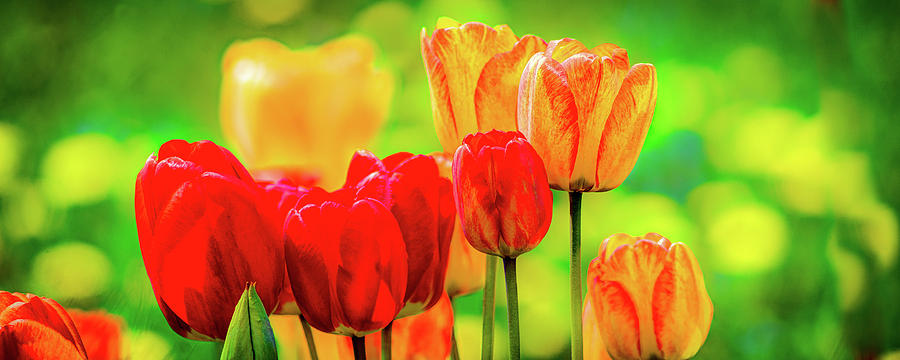 Tulips5 Photograph by David Heilman