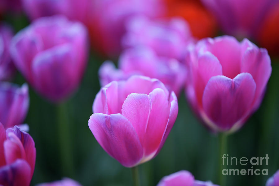 Tulips#695 Photograph by Carien Schippers