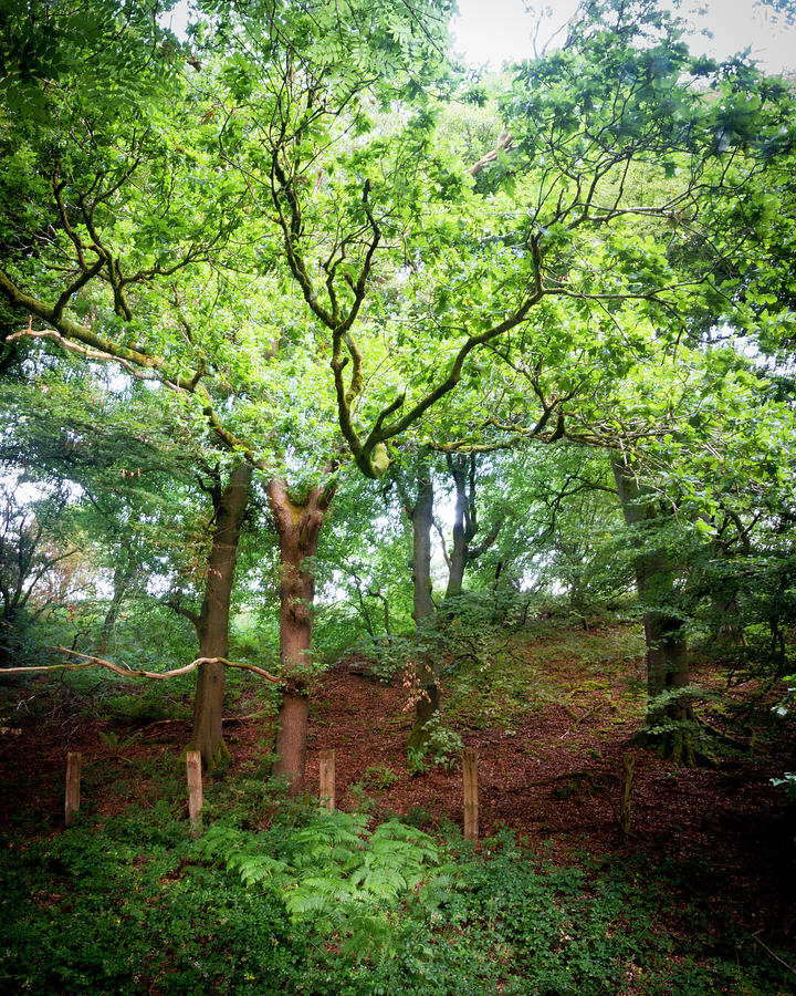Tullig Wood Photograph by Mark Callanan