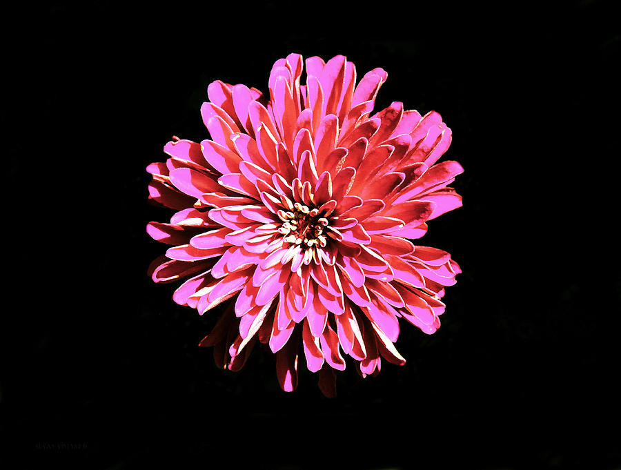 Tulsa Flower Photograph by Susan Vineyard