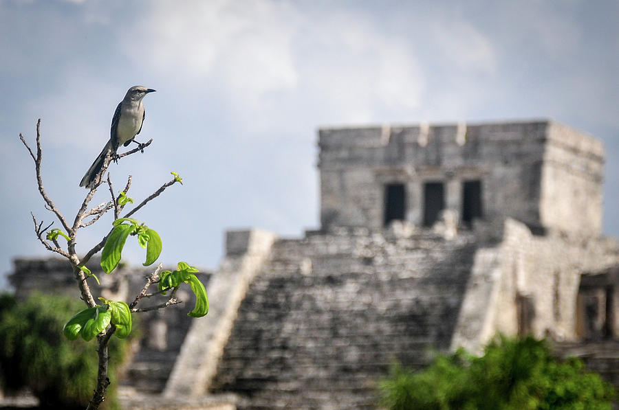 Tulum Mayan Ruins Photograph by Joel Thai