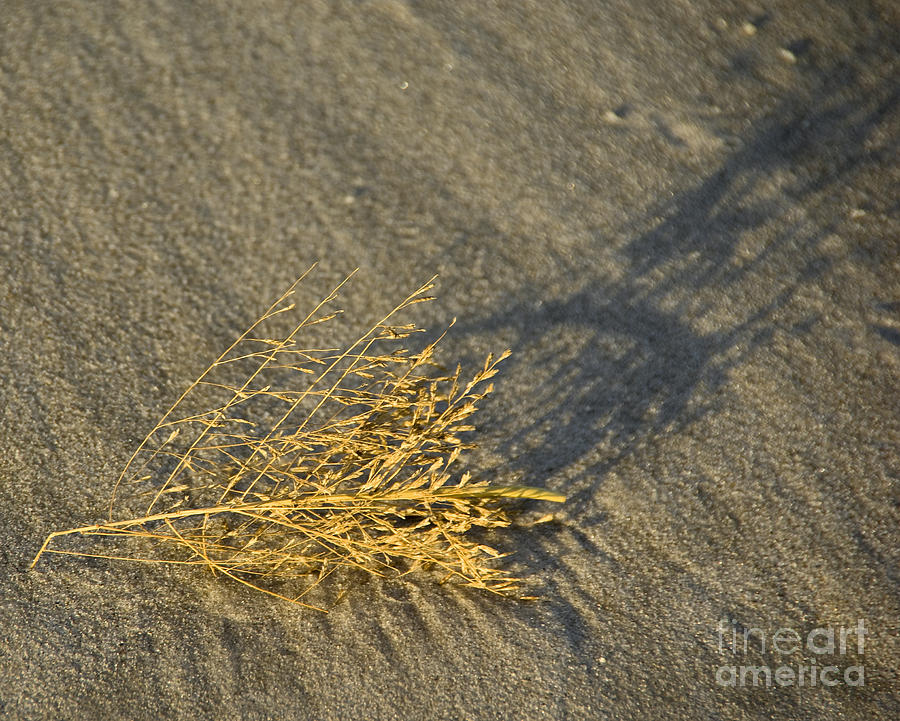 Tumble Seaweed Photograph by Scott Evers