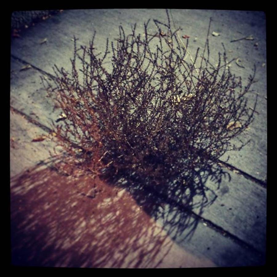 Tumbleweed At St. Marys Photograph by Amy-Elyse Neer