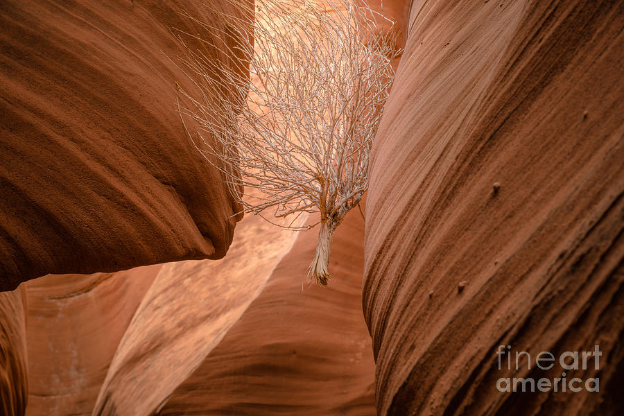 Tumbleweed in Owl Canyon Photograph by Jim DeLillo