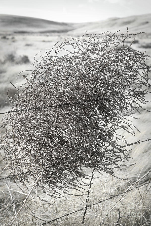 Tumbleweed on Barbed Wire Fence Photograph by Carol Groenen