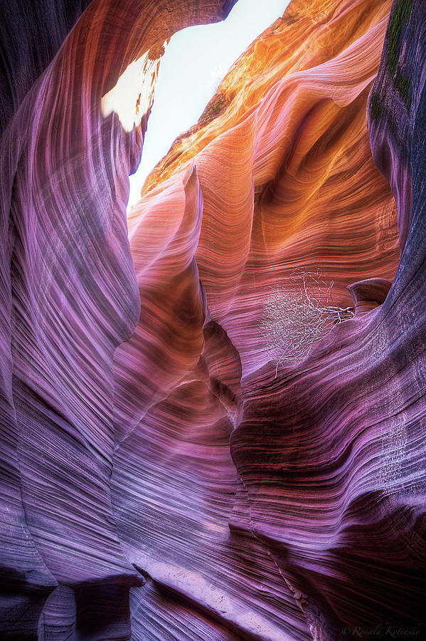 Tumbleweed Swirl Photograph by Ronald Kotinsky - Pixels