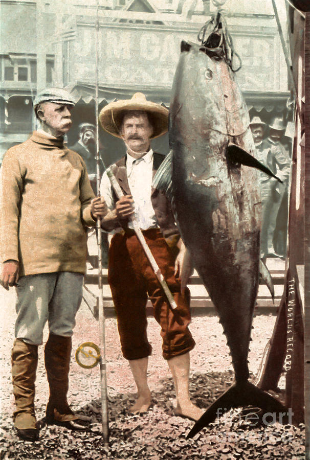 Tuna Fishing 1902 Catalina Island Photograph by Sad Hill - Bizarre Los Angeles Archive