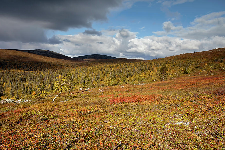 Tundra Photograph by Aivar Mikko