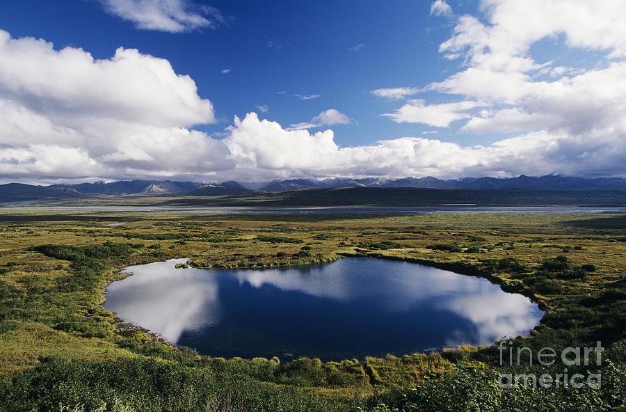 Denali National Park Photograph - Tundra Pond by John Hyde - Printscapes