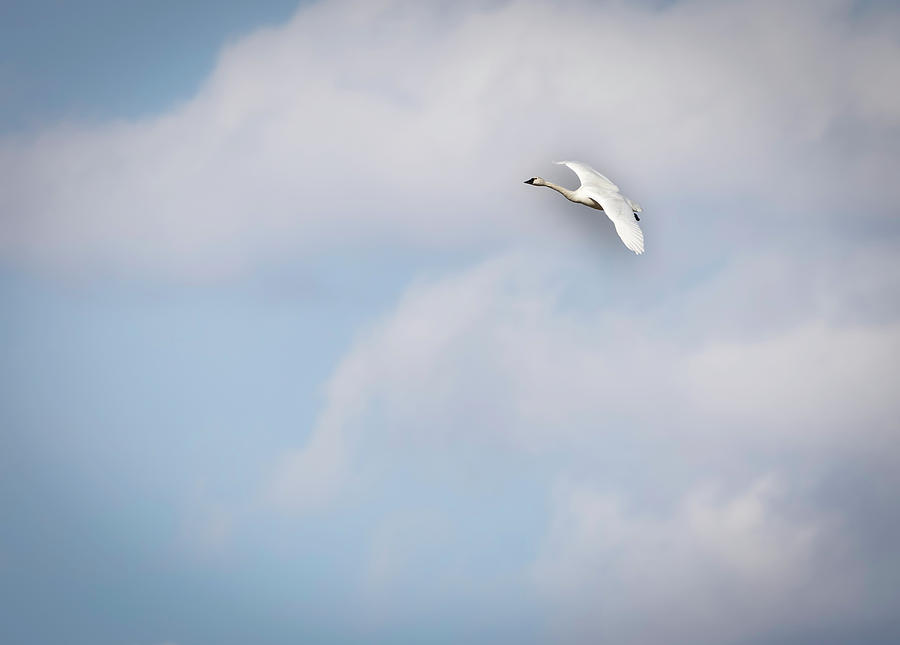 Swan Photograph - Tundra Swan 2015-8 by Thomas Young