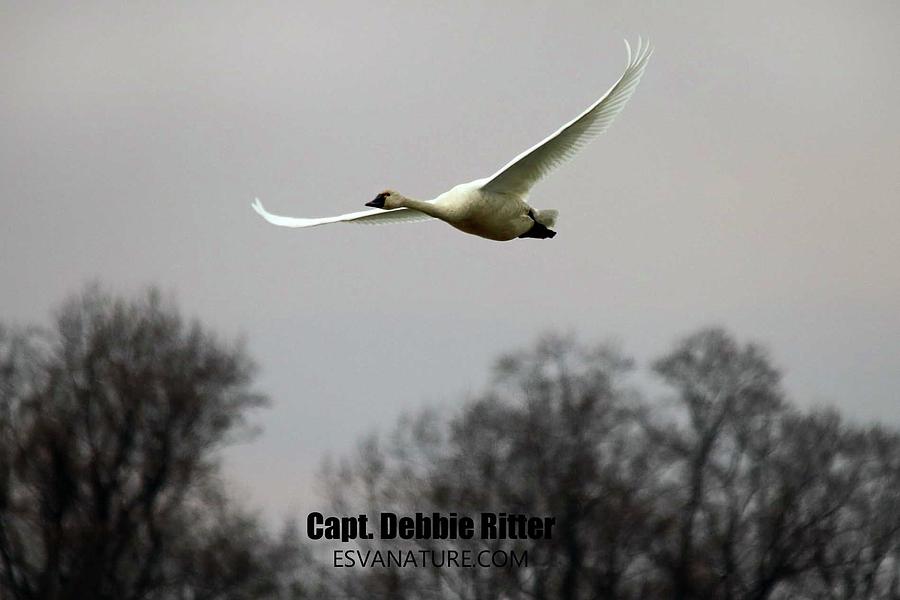 Tundra Swan 4418 Photograph by Captain Debbie Ritter