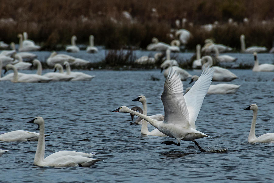 Tundra Swan and liftoff head start Photograph by Donald Brown