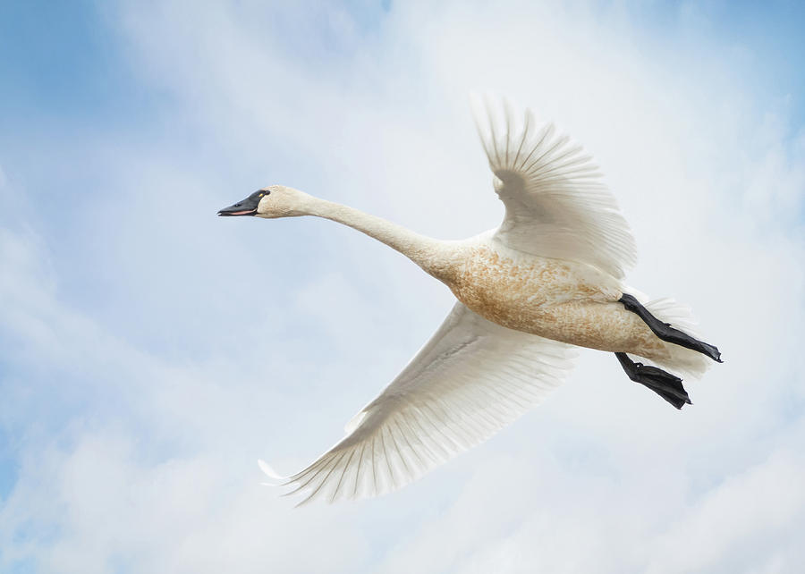 Tundra Swan Photograph by Angie Vogel