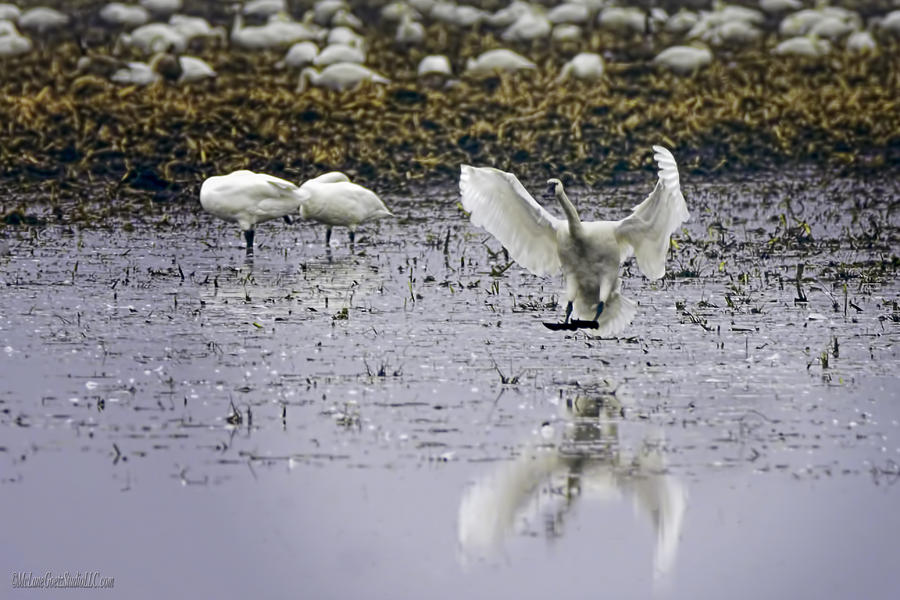 Swan Photograph - Tundra Swan has Landed by LeeAnn McLaneGoetz McLaneGoetzStudioLLCcom