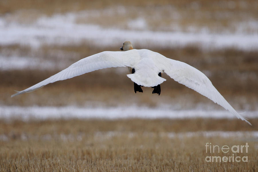 Tundra Swan in Flight Photograph by Alyce Taylor