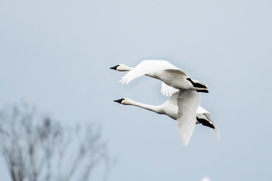 Tundra Swan Lift-Off Photograph by Donald Brown