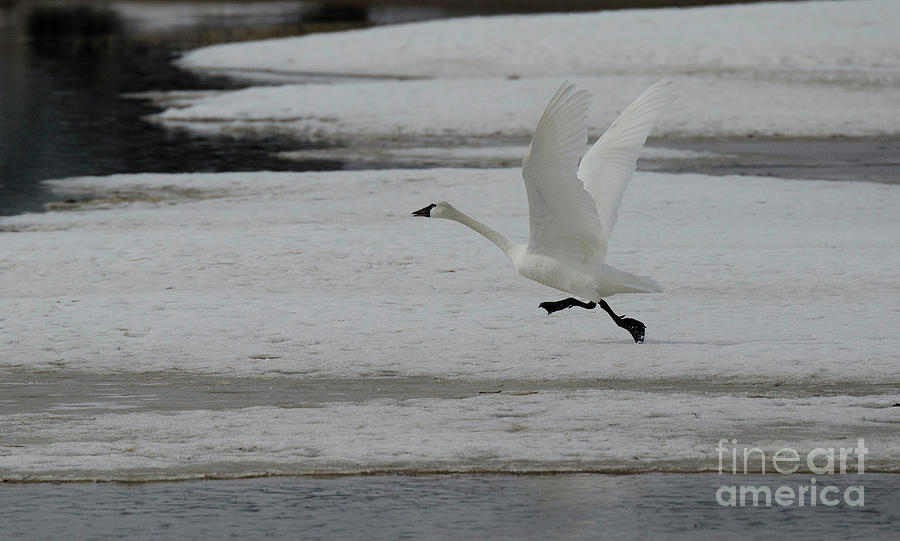 Trumpeter Swan Taking Flight Photograph by Bob Christopher