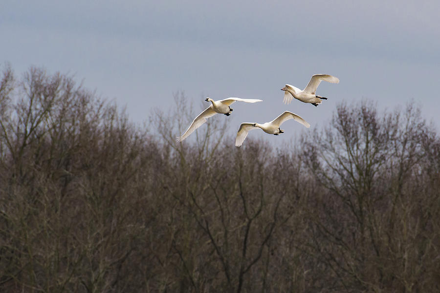Tundra Swan Trio Photograph by Donald Brown