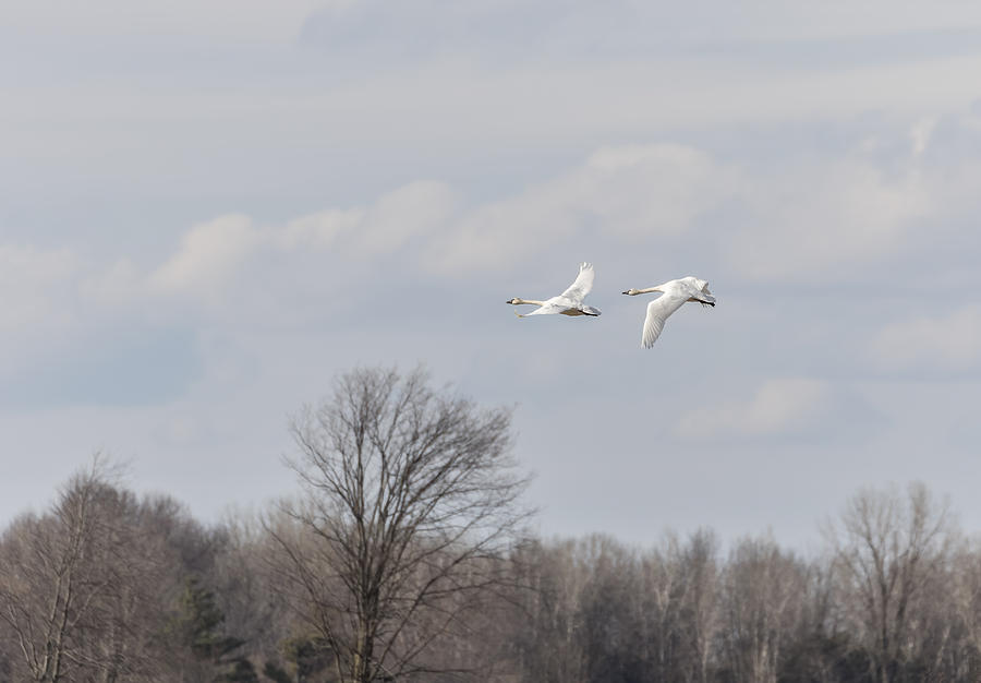 Tundra Swans 1-2015 Photograph by Thomas Young