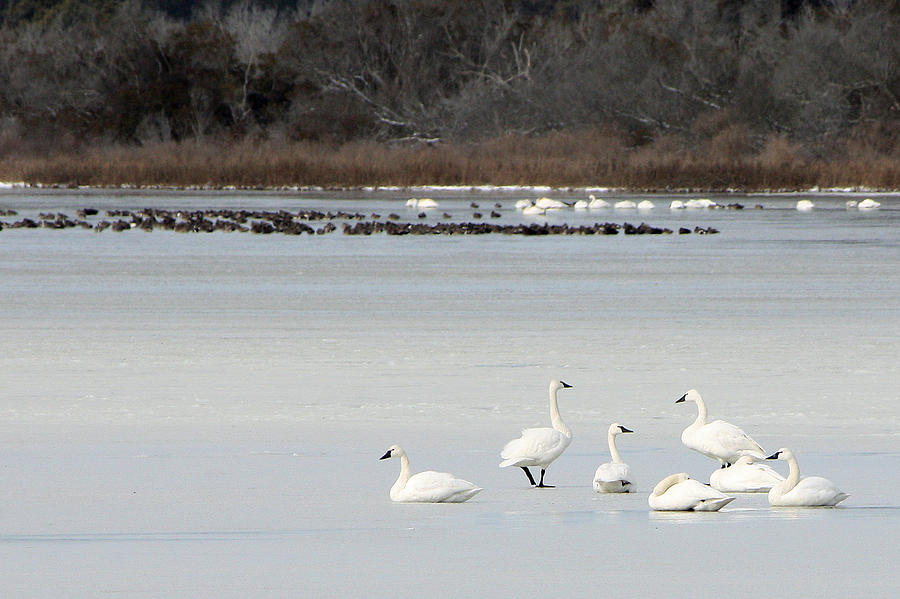 Tundra Swans 1 Photograph by Captain Debbie Ritter