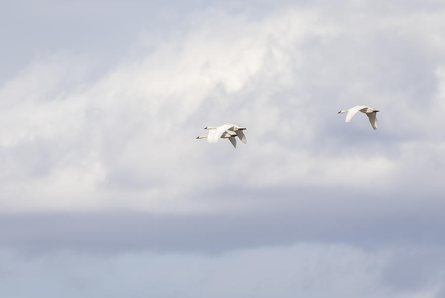 Tundra Swans 2-2015 Photograph by Thomas Young