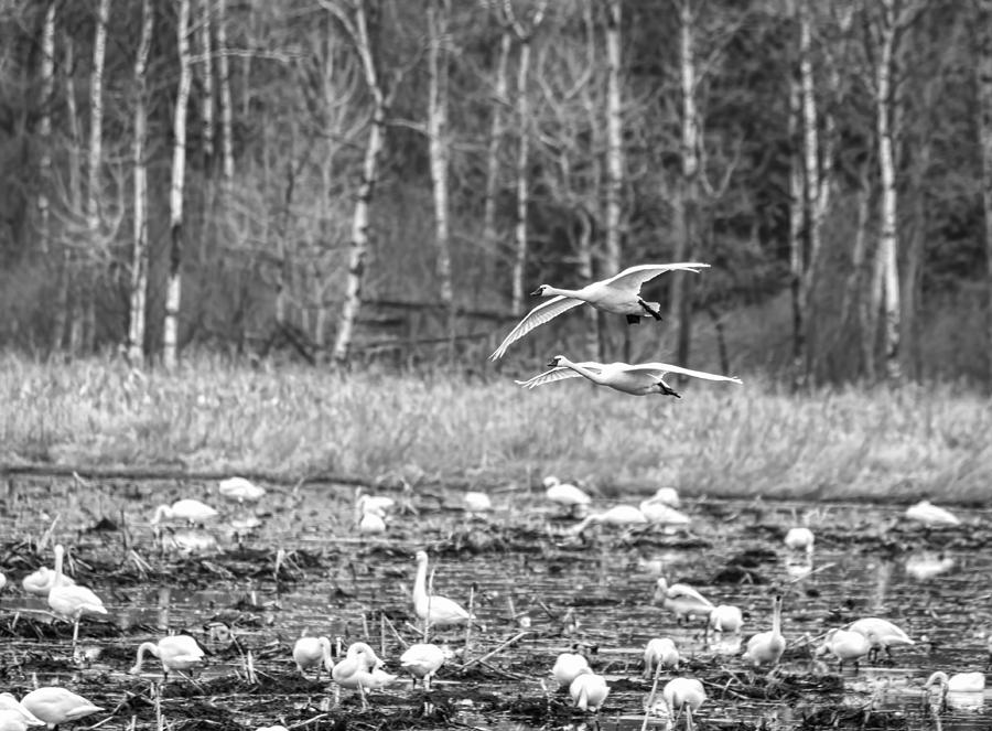 Tundra Swans 2016-1 Photograph by Thomas Young