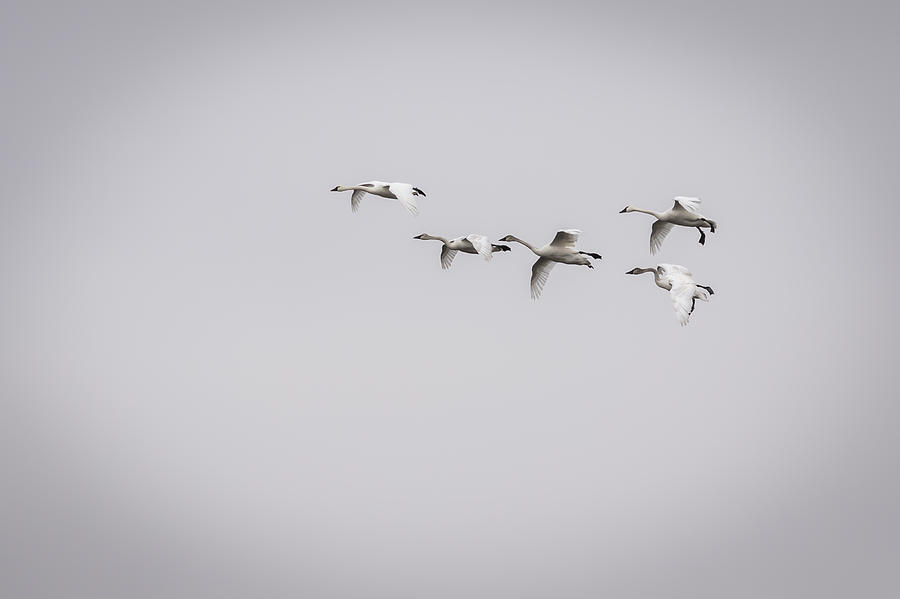 Tundra Swans 2016-2 Photograph by Thomas Young